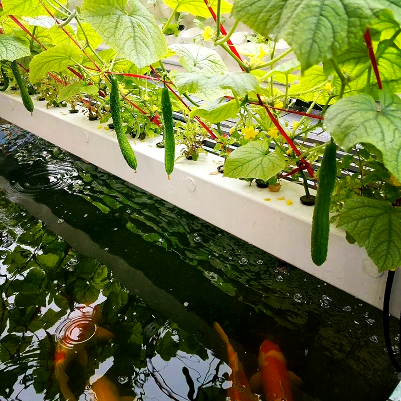 鸡西市苗床鱼菜共生 - 厂家