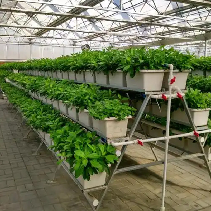 鸡西市植物工厂水培 - 厂家